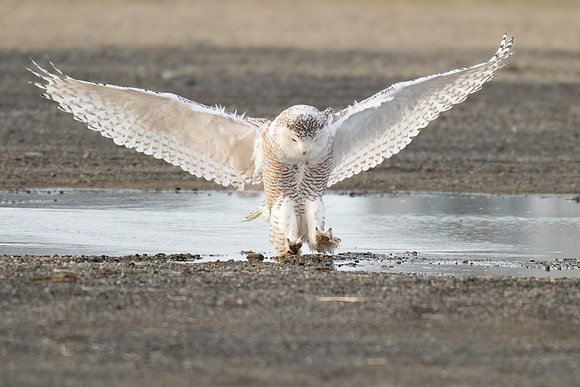 Snowy Owl Landing in Puddle. Hampton Beach State Park, NH.