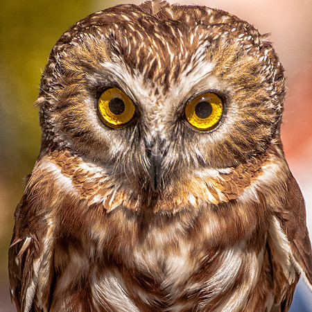 Northern Saw-Whet Owl, Hollis, NH