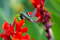 Ruby-throated Hummingbird Divebombing Cannas.  Nashua, NH. 2024