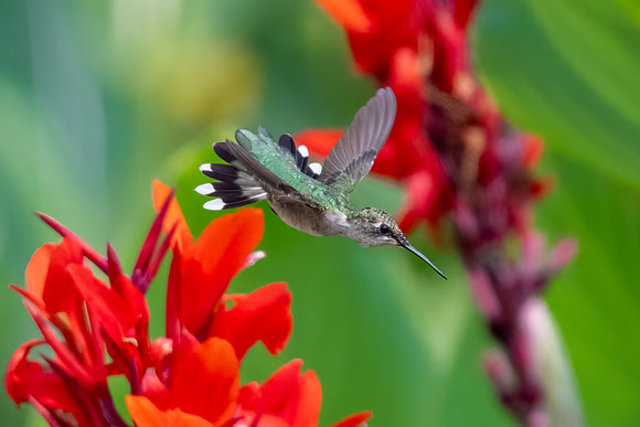 Ruby-throated Hummingbird Divebombing Cannas.  Nashua, NH. 2024