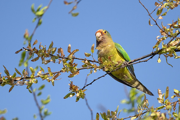 Orange-fronted Parakeet Perched.  Playa Ocotal, Costa Rica. March 2022.