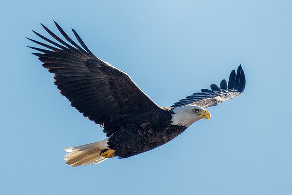 Female Bald Eagle Fly By.  Rye Harbor, New Hampshire.  2025.