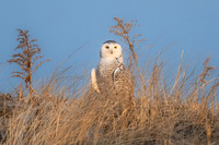 Snowy Owl First Light Telescoping.  Hampton Beach State Park, NH.