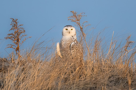 Snowy Owl First Light Telescoping.  Hampton Beach State Park, NH.