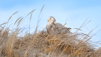 Snowy Owl on Dune. Hampton Beach State Park, NH.