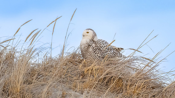 Snowy Owl on Dune. Hampton Beach State Park, NH.