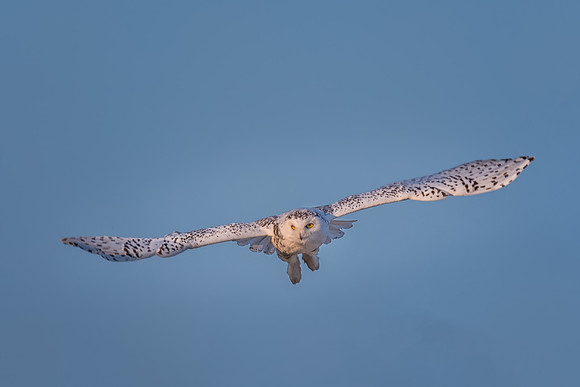 Gliding, Snowy Owl, Rye Beach, NH, March 2016