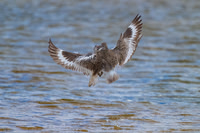 Willets in Mating Ritual.  Mashapee, Massachusetts, USA.