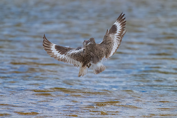 Willets in Mating Ritual.  Mashapee, Massachusetts, USA.