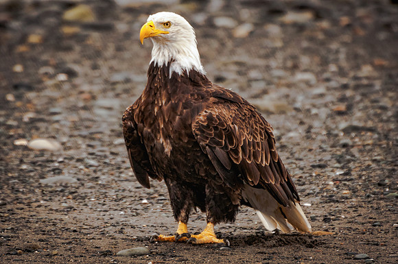 Bald Eagle on Homer Spit, Alaska