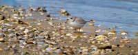 Pipping Plover at the Shoreline.  Mashapee, Massachusetts.