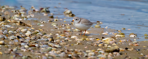 Pipping Plover at the Shoreline.  Mashapee, Massachusetts.