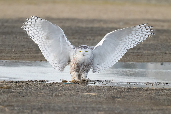 Snowy Owl Landing Puddle. Hampton Beach State Park, NH.