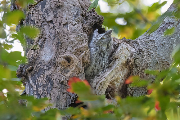 Grey Screech Owl in Fall.  Eastern Massachusetts, USA.