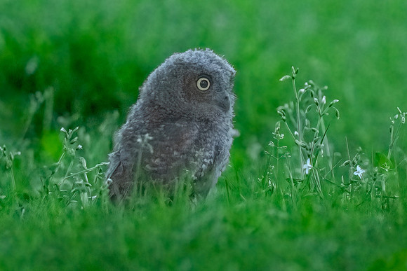 Screech Owlet Moment of Fledging.  Eastern Massachusetts.  June 2022.