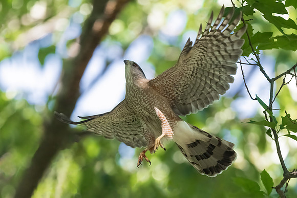 Take Off.  Male Cooper's Hawk.  Cambridge Massachusetts.  June 2022.