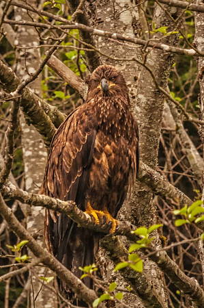 Immature Bald Eagle Perched, Sitka, Alaska