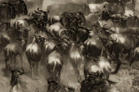 Choas Crossing Great Migration II. Mara Conservancy, Kenya, Africa.