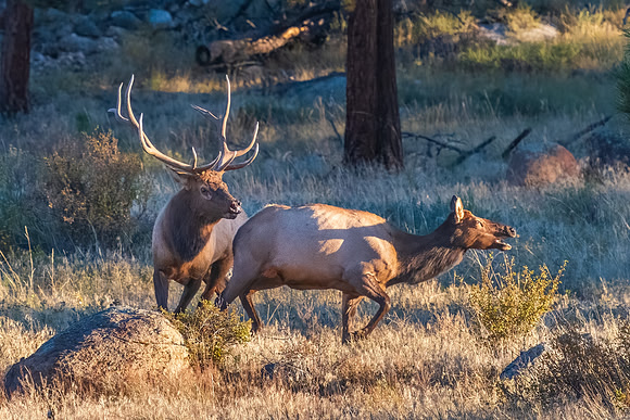 Bull Elk Chasing Female.  RMNP, Colorado. Fall 2022.