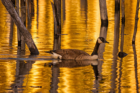 Canadian Geese, Monson Settlement, Milford, NH