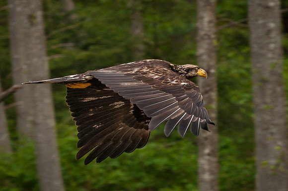 Immature Bald Eagle in Flight, Sitka, Alaska