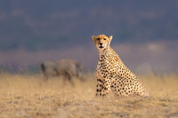 Cheetah Hunting Savannah.  Amboseli National Park, Kenya.