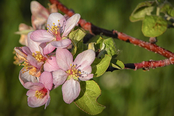 Apple Orchards, Hollis, NH