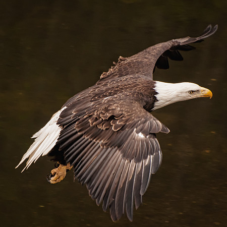 Eagle Fly By, Sitka, AK