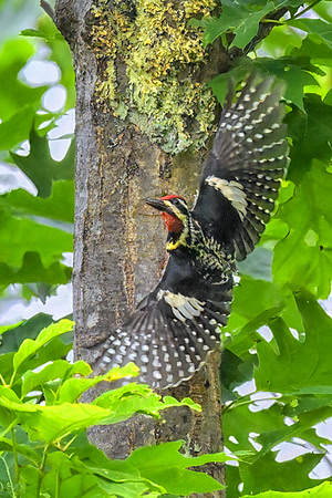 Male Yellow-Bellied Sapsucker Leaving Nest Cavity.  Milford, NH. 2024.