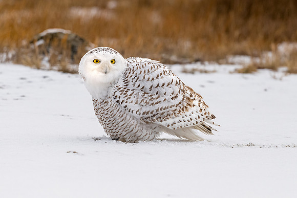 Snowy Owl After the Falcon Attack. Coastal New England. January 2022.