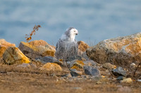 Snowy Owl on the Rocks.  Hampton Beach State Park, NH.
