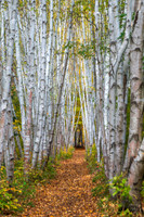 Pathway Through the Birches. Northern New Hampshire.