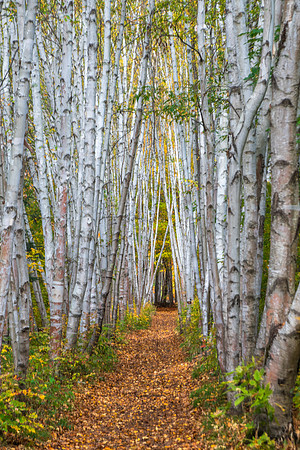 Pathway Through the Birches. Northern New Hampshire.