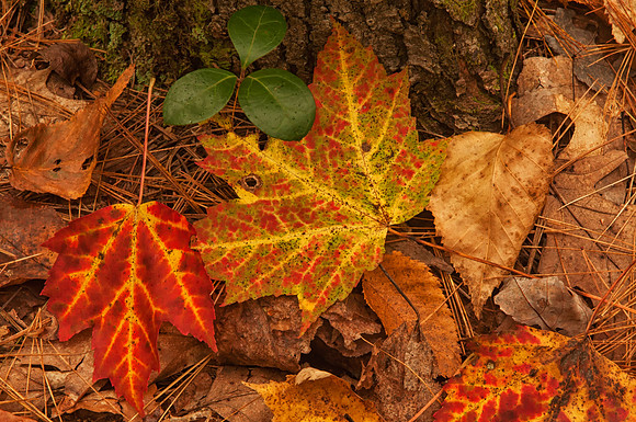 Fall Leaves, Monson Center, Milford,NH