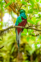 Male Resplesant Quetzal Perched.  Mountains Near Jaco, Costa Rica.