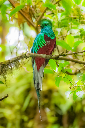 Male Resplesant Quetzal Perched.  Mountains Near Jaco, Costa Rica.