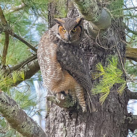 Great Horned Owl Looking.  Hudson, NH.