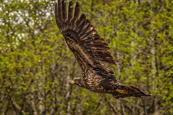 Immature Bald Eagle in Flight, Sitka, Alaska