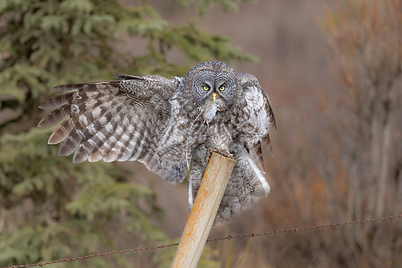 Great Grey Owl with Vole Landing.  Rural Alberta, Canada. May 2022.