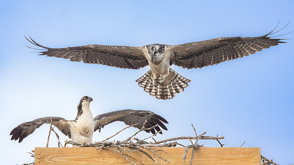 Osprey Chicks Practicing Flight.  Nashua, NH. 2024.