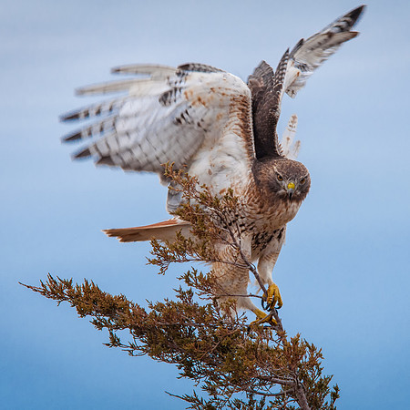 Stare Down, Red Tailed Hawk, Plum Island, MA