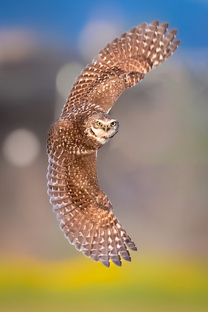 Burrowing Owl Sidewinding.    Scottsdale, Arizona.