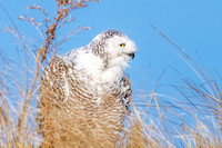 Snowy Owl Scanning.  Hampton Beach State Park, NH.