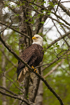 Eagle Scouting, Sitka, AK