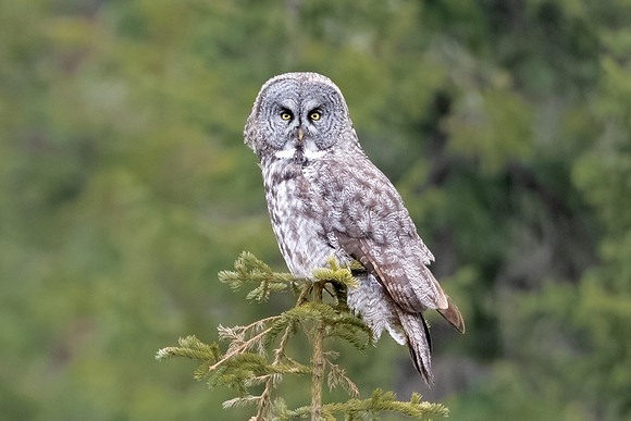 Great Grey Owl Tree Topper.  Rural Alberta, Canada. May 2022.