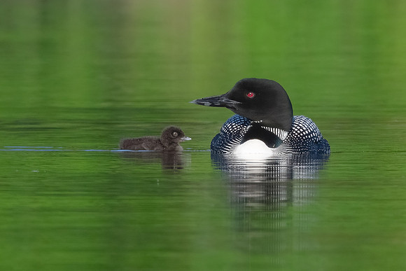 Loon Mom and Day Old Chick.  New Hampshire. Summer 2022.