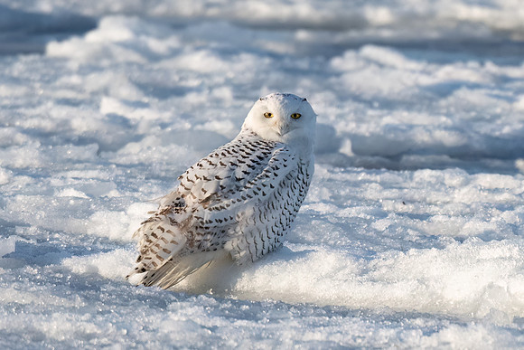 Snowy Owl on Ice Looking, Duxbury Bay, Massachusetts.