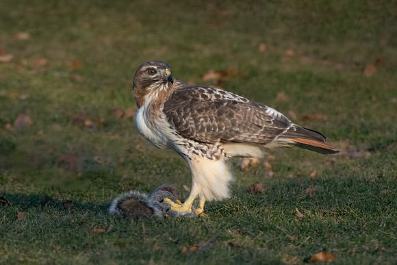 Red tailed Hawk and Squirrel.  Waltham, MA. January 2022.