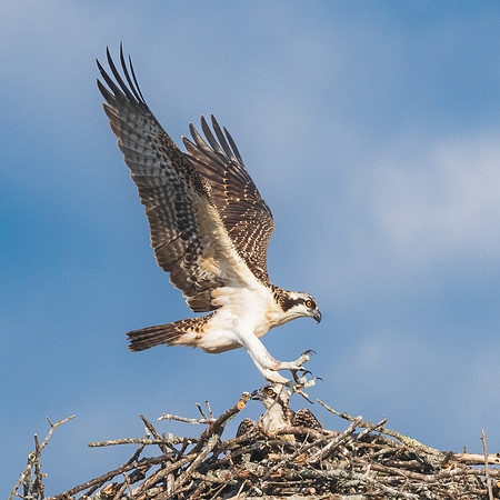 Osprey Alpha Chick Flying Across Nest.  Southern New Hampshire.  July 2022.