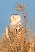 Snowy Owls